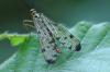 88234 – Photo : Patrice Deramaix – Belgique