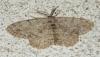 88324 – Photo : Vincent VALLI – France (18)