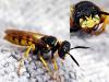 Philanthus triangulum