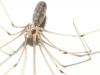 Pholcus phalangioides