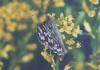 88101 – Photo : Sabatino Ugo – Belgique