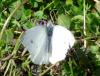 88938 – Photo : Thierry M. – France (25)