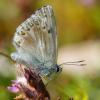 88686 – Photo : Pascal Vigneron – France (52)