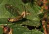 88142 – Photo : Christine DEVILLERS – Belgique