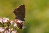 88951 – Photo : C.gager – France (36)