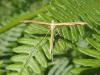 88184 – Photo : Pascal Pertuzon – France (42)