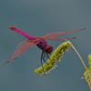 88319 – Photo : Josselyne Bayle – France (33)