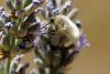 88782 – Photo : Jean Jacques – France (83)