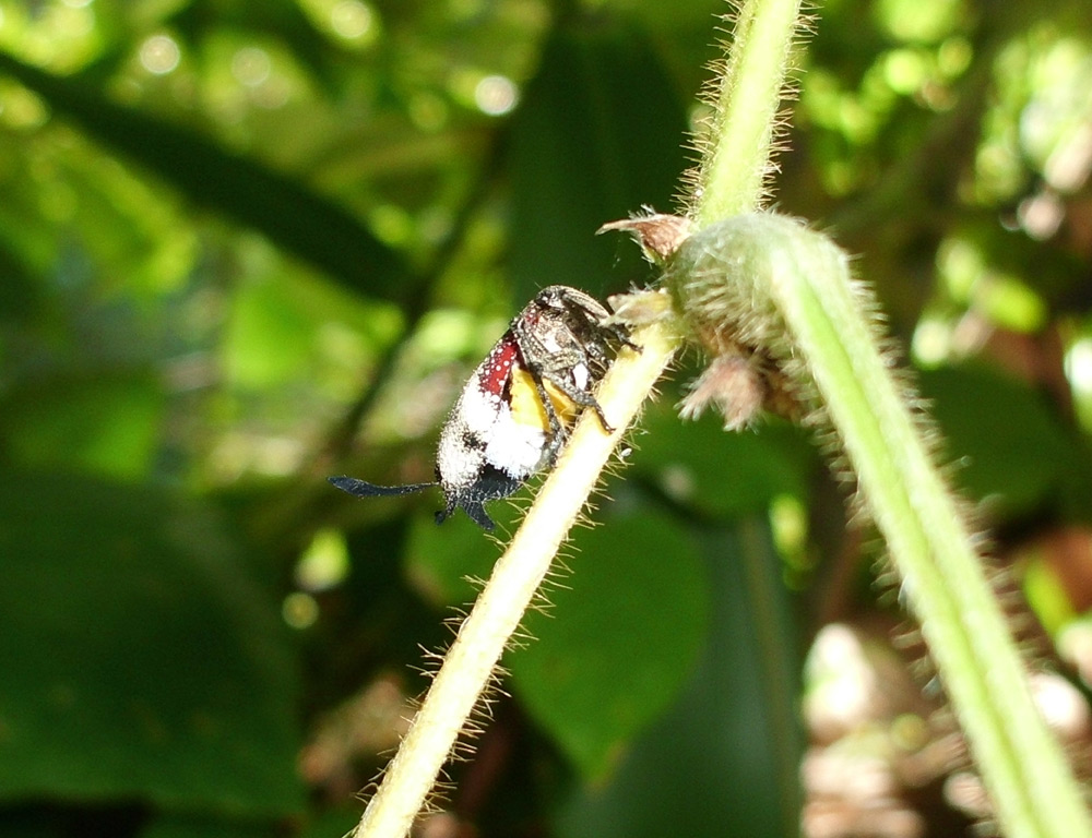 X.leen - Ancyra sp. - réf. 88015 (1000 x 768 pixels, 197 ko)