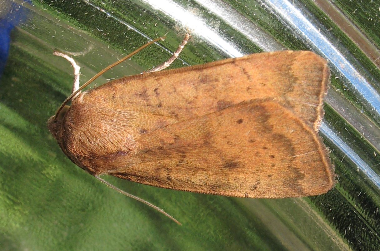 Axel Dehalleux - Noctua interjecta - réf. 88902 (1216 x 804 pixels, 218 ko)