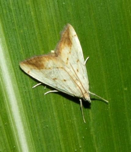 Réf. 89 364 : Evergestis extimalis