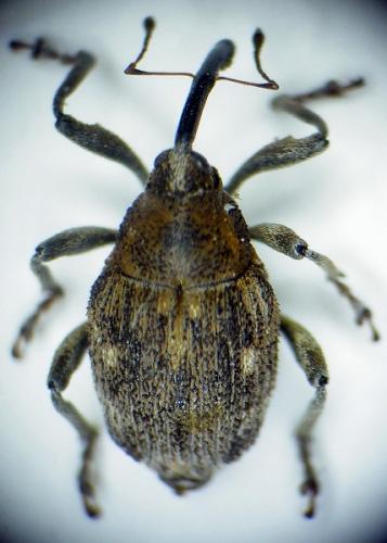 Mogulones raphani