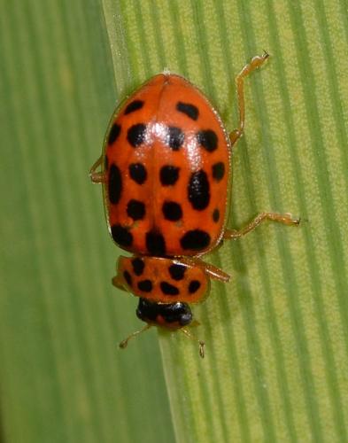 Anisosticta novemdecimpunctata