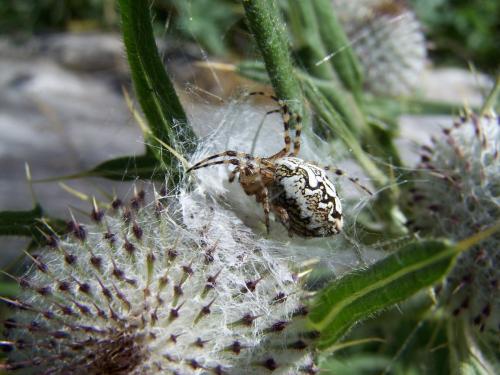 Réf. 89 775 : Aculepeira ceropegia