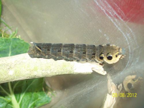 Deilephila elpenor