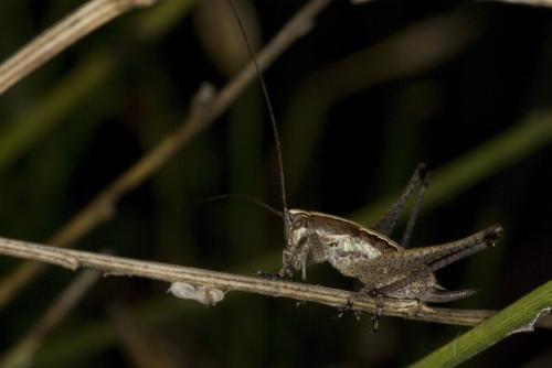 Yersinella sp.