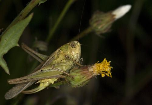 Réf. 89 351 : Platycleis affinis affinis