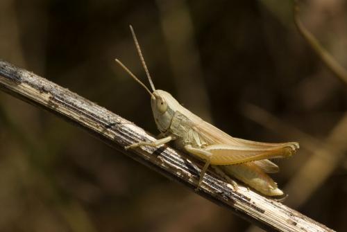 Réf. 89 750 : Euchorthippus elegantulus