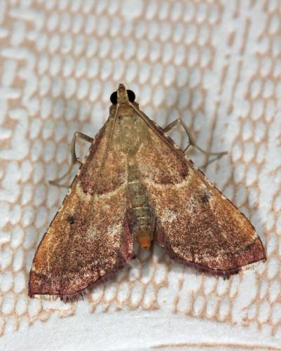 Réf. 89 571 : Endotricha flammealis