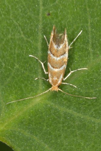 Réf. 89 449 : Cameraria ohridella