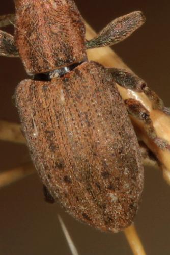 Réf. 89 687 : Sitona obsoletus