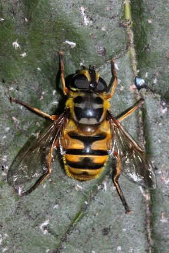 Réf. 89 631 : Myathropa florea