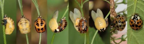Harmonia axyridis