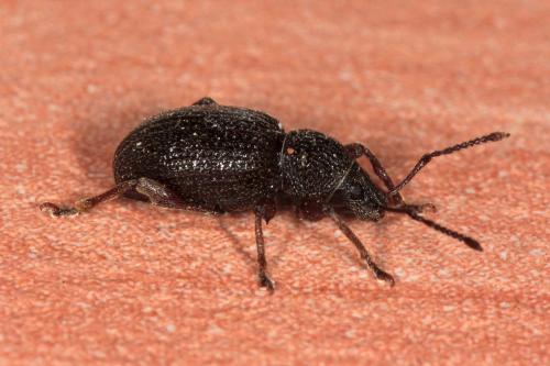 Otiorhynchus ovatus