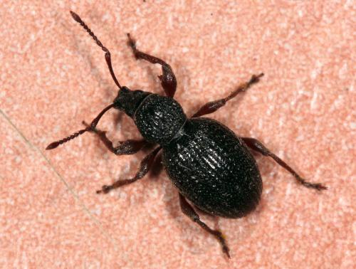 Otiorhynchus ovatus
