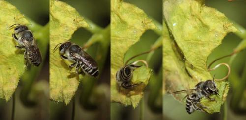 Megachile sp.