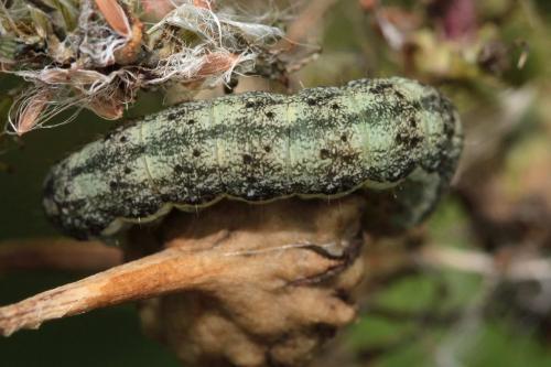 Réf. 89 279 : Hecatera bicolorata