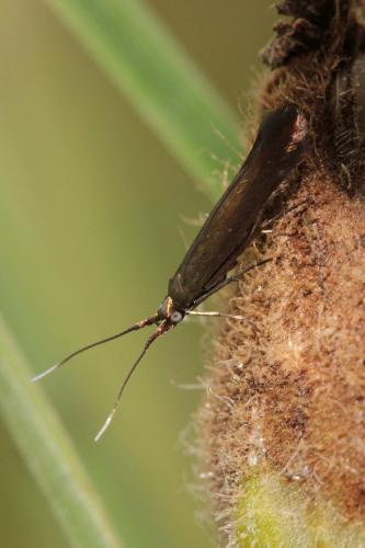 Coleophora sp.