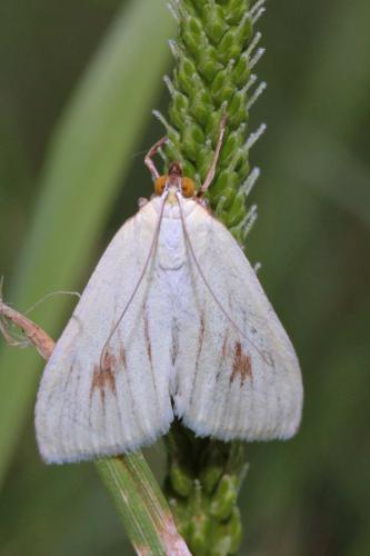 Réf. 89 277 : Sitochroa palealis