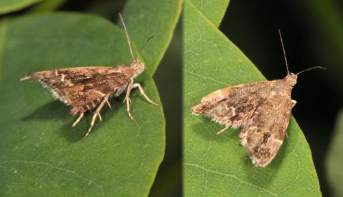 Anthophila fabriciana