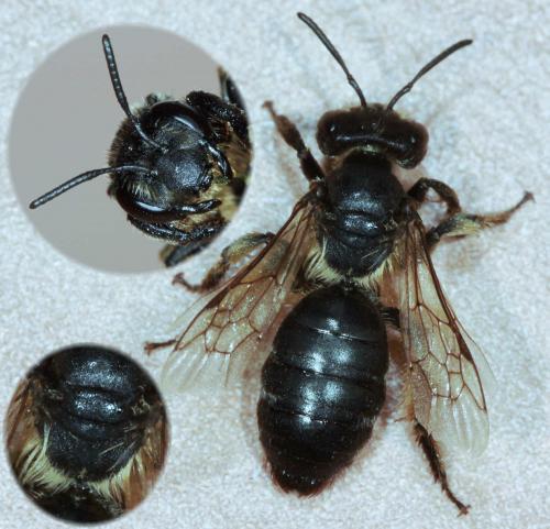 Andrena sp.
