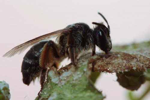 Andrena sp.