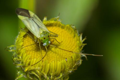 Réf. 89 511 : Adelphocoris quadripunctatus
