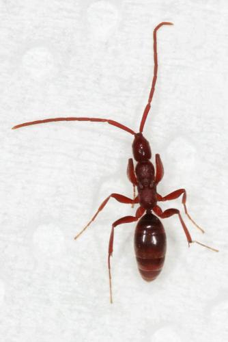 Réf. 89 528 : Embolemus ruddii