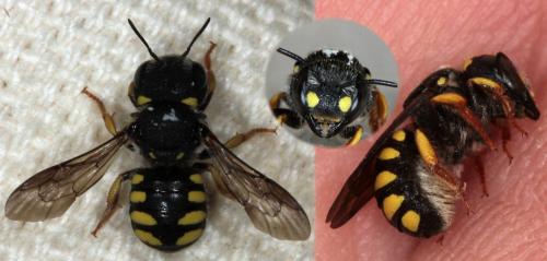 Réf. 89 690 : Pseudoanthidium lituratum
