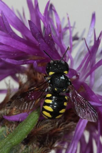 Réf. 89 689 : Pseudoanthidium lituratum