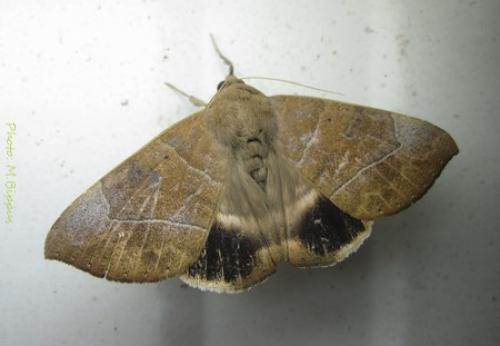 Achaea trapezoides
