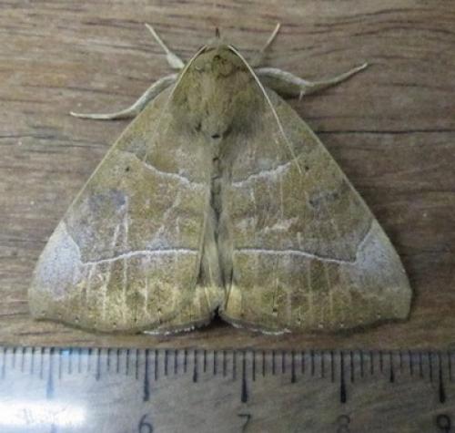 Achaea trapezoides