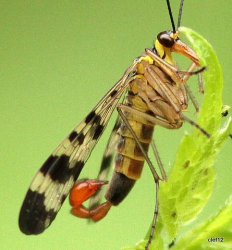 Panorpa vulgaris