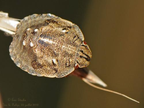 Réf. 89 001 : Eurygaster testudinaria