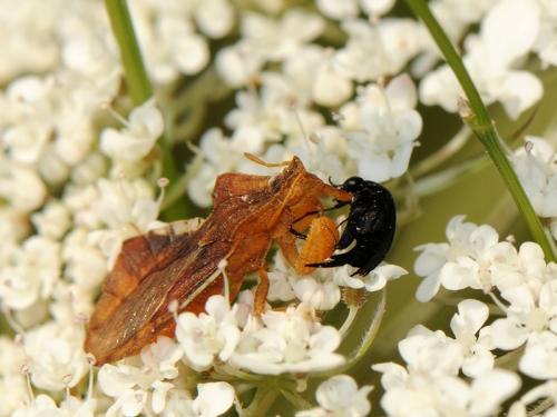 Phymata crassipes