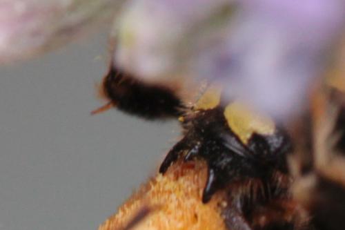 Anthidium septemspinosum
