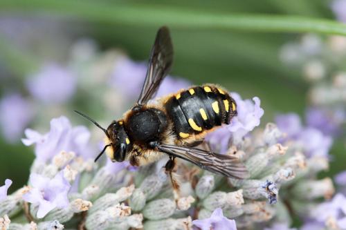 Anthidium septemspinosum