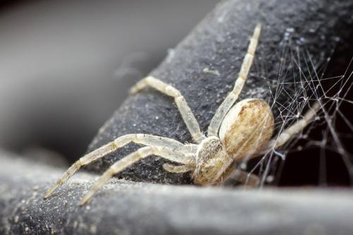 Philodromus dispar