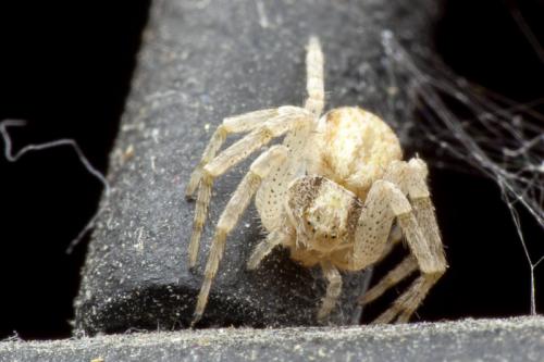 Philodromus dispar
