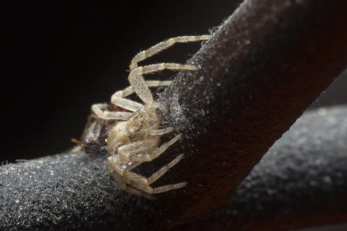 Philodromus dispar